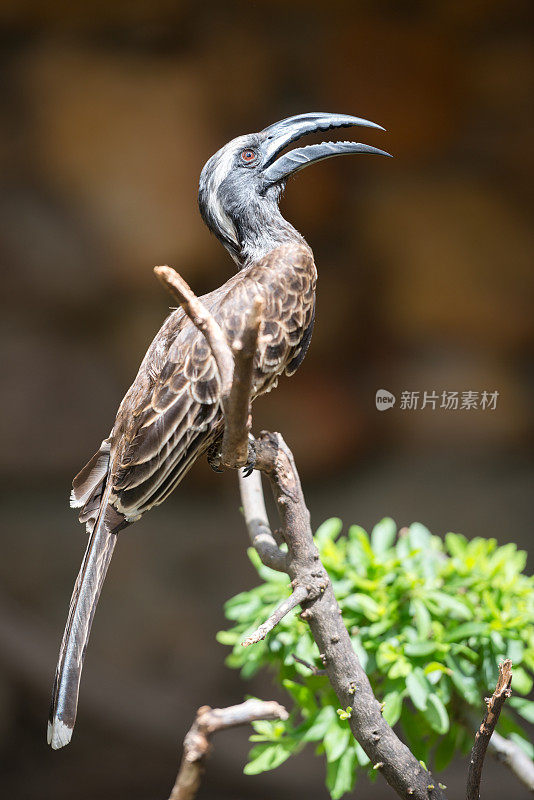 灰犀鸟，Tockus Nasutus，南非